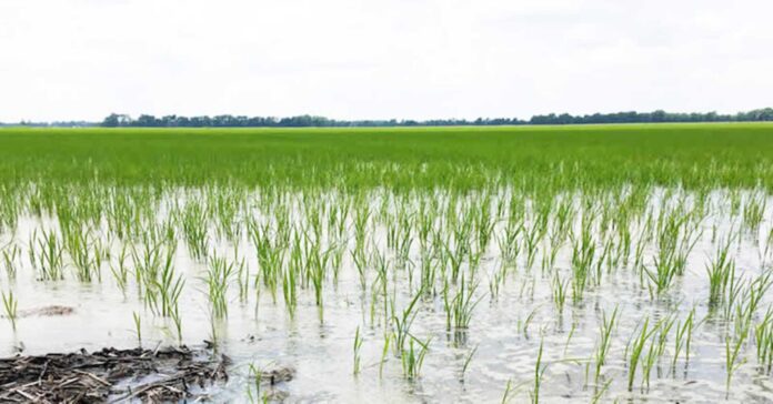 Heavy Rainfall Affecting Crops In Nasarawa Nigeria