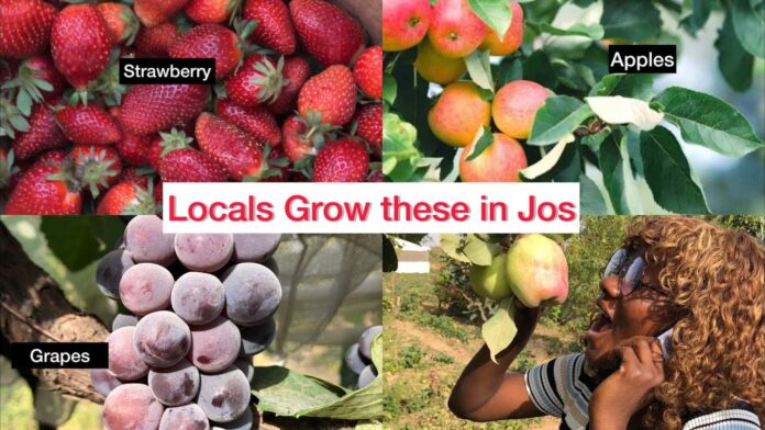 Local Farmers Growing Exotic Produce In Nigeria