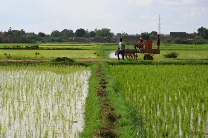 Niger Grain Export Ban Burkina Faso Mali