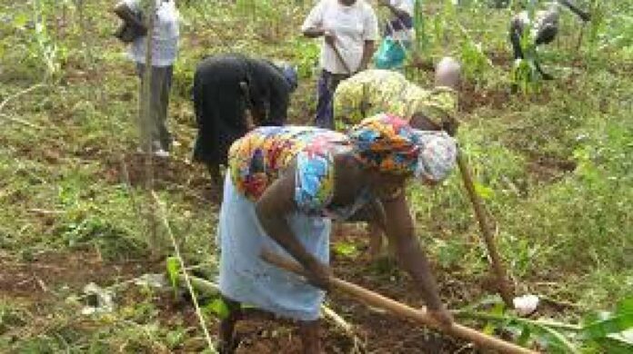 Oyo State Government Subsidy On Farm Inputs