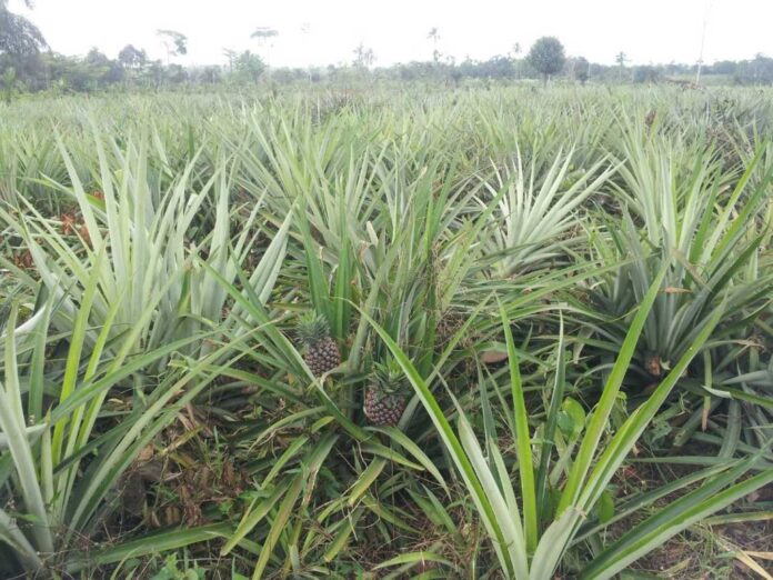 Pineapple Cultivation In Nigeria