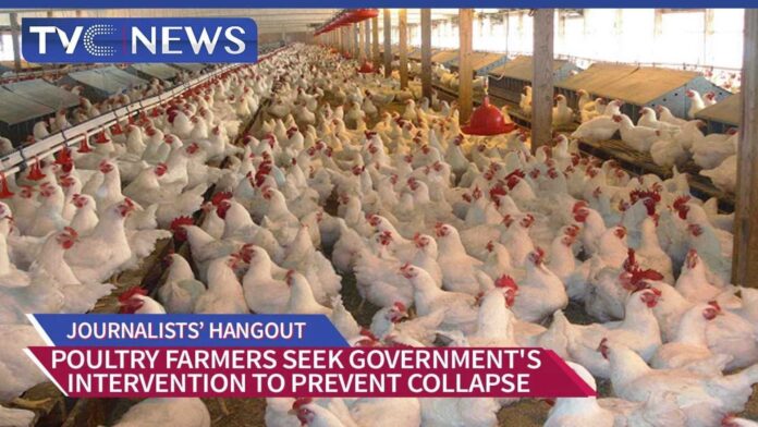 Poultry Farmers In Nigeria Seeking Government Help