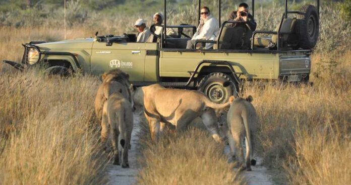 Botswana Wildlife Safari