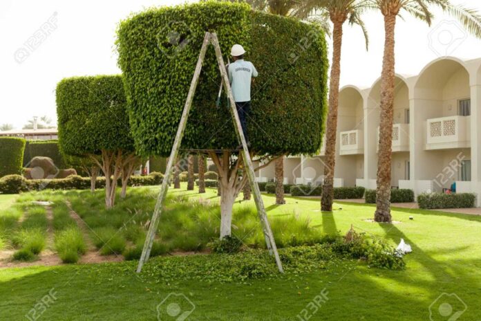 Tree Cutting In Park