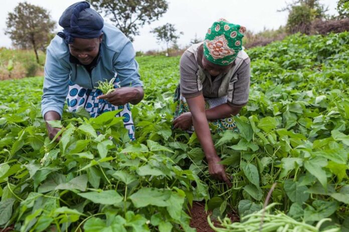 Agile Approach In Agriculture Nigeria