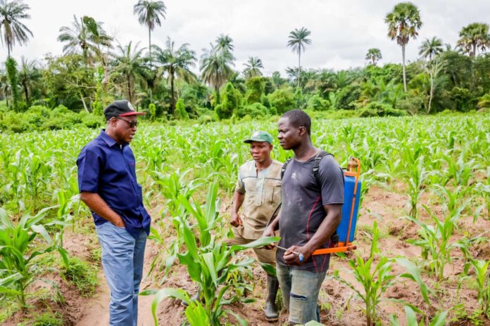 Ekiti State Governor Biodun Oyebanji At A Commercial Farmland