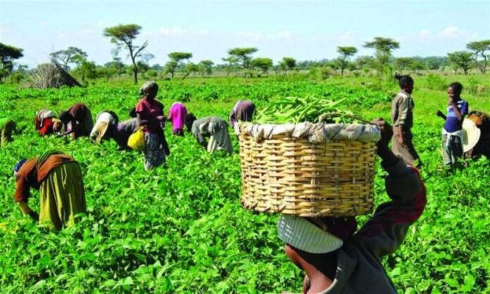 Fg Usaid Empower Agricultural Msmes In Nigeria