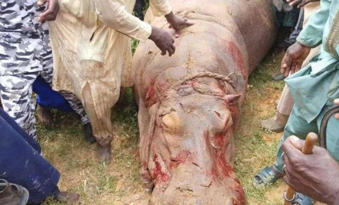 Fishermen Killing Hippopotamus In Kebbi State