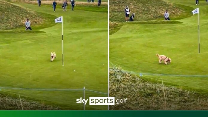 Gareth Bale Golf Ball Stolen By Dog Alfred Dunhill Links Championship