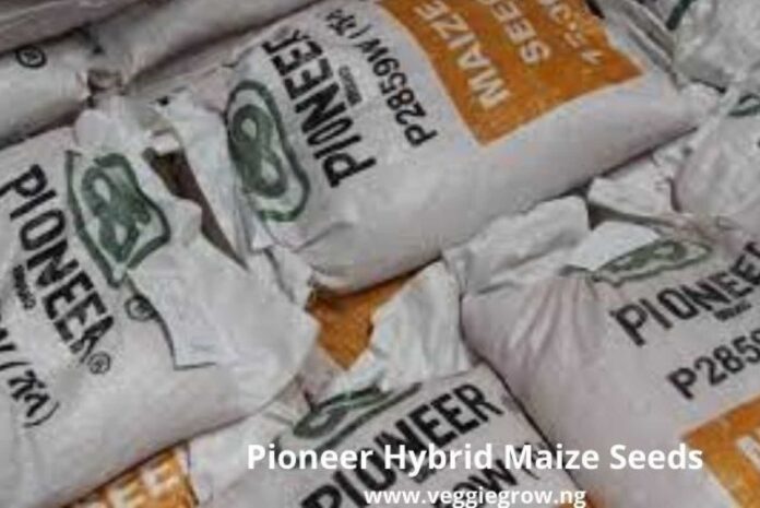 Hybrid Maize Seeds In Nigeria