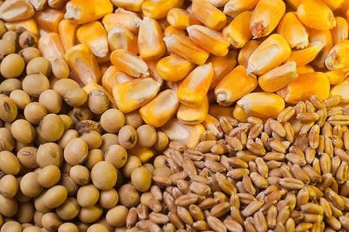 Hybrid Seeds For Food Security In Nigeria