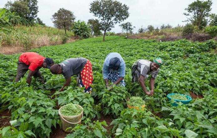 Kaduna Farmers Farmlands Ravaged By Herdsmen