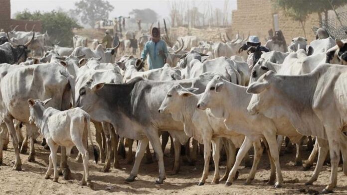 Kaduna Farmers Herdsmen Ravage Farmlands