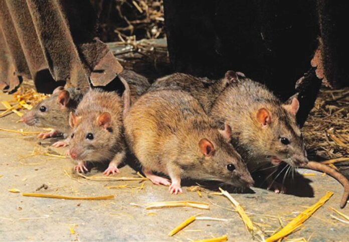 Lassa Fever Cases In Edo State Nigeria