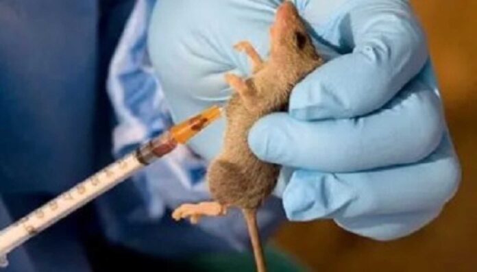 Lassa Fever Cases In Nigeria 2024