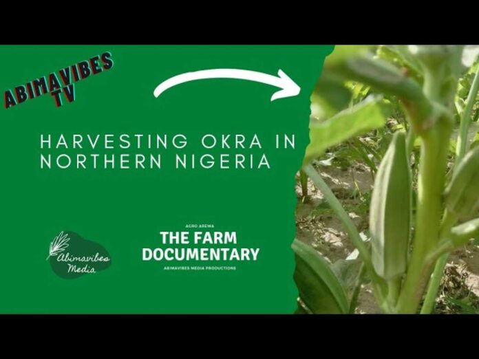 Nigerian Farmers Harvesting Okra