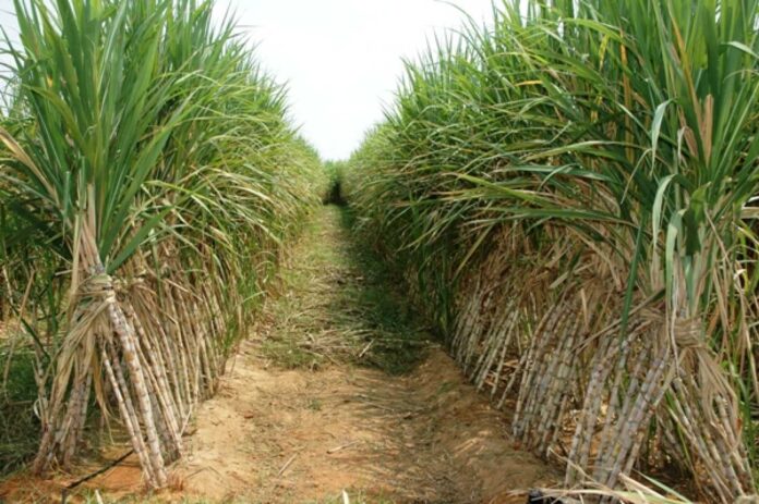 Nigerian Sugar Farmers And Sugar Production