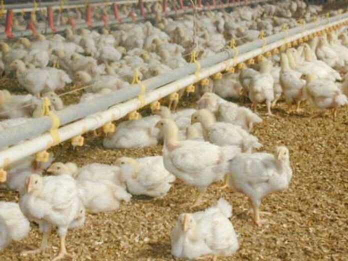 Ogun Poultry Farmers Protesting High Costs And Insecurity