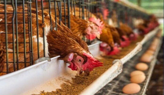 Ogun Poultry Farmers Protesting Rising Costs And Insecurity