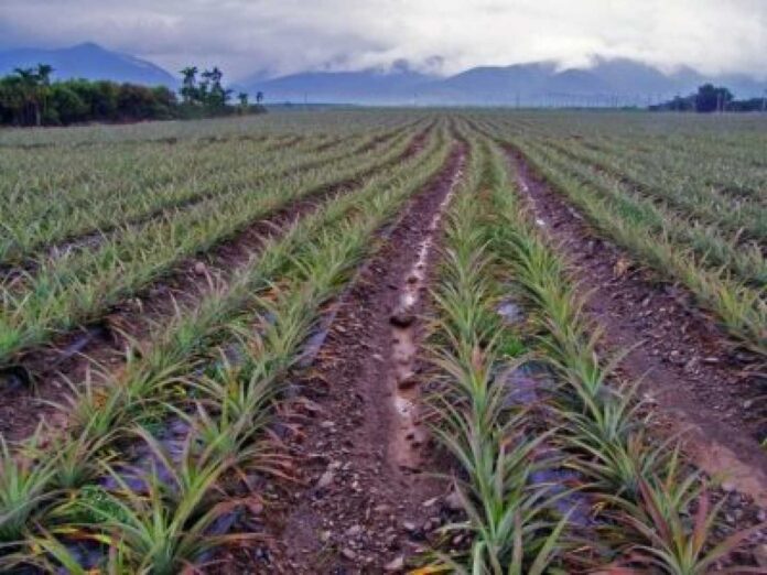 Pineapple Farming In Nigeria