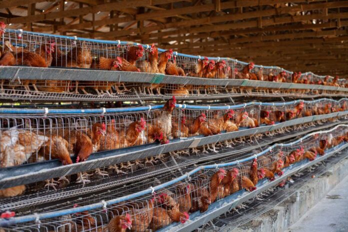 Poultry Farmers In Nigeria Struggling With High Feed Costs