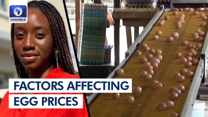 Price Of Eggs In Nigeria 2024