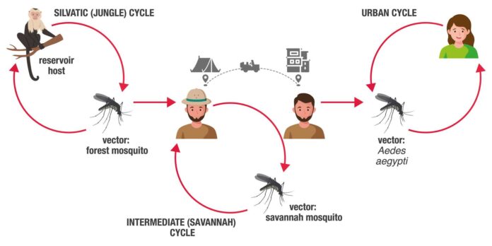 Yellow Fever Mosquito Control