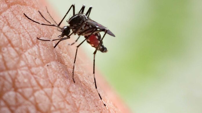 Yellow Fever Mosquitoes Contra Costa County