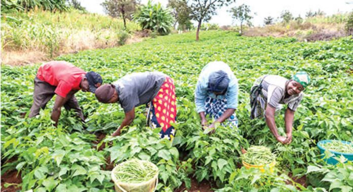 Bauchi State Dry Season Farming