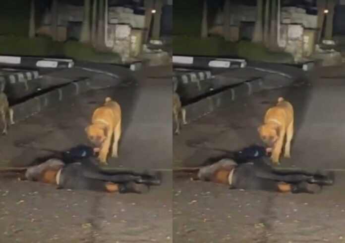 Dogs Attack Security Guard In Lagos