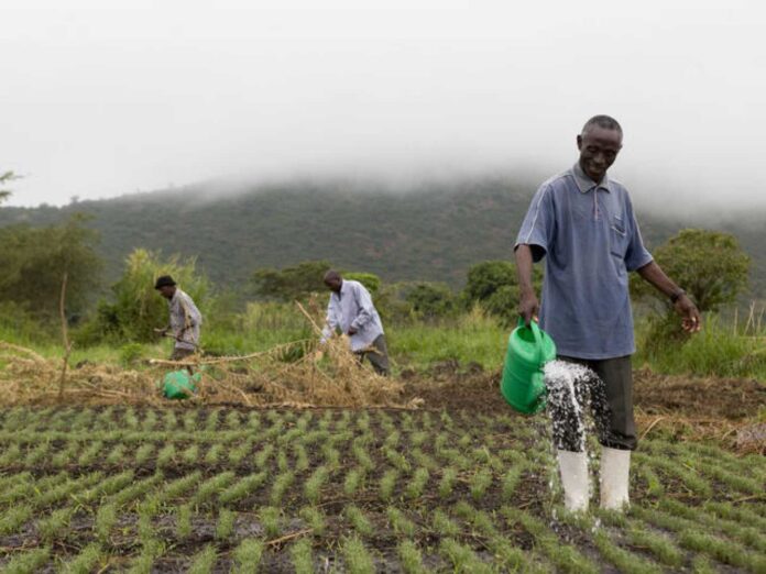 Farmers In Nigeria Needing Support For Sustainable Food Supply