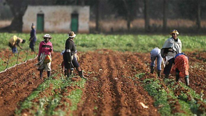 Fg Ifad Distribute Farm Inputs To Nasarawa Farmers