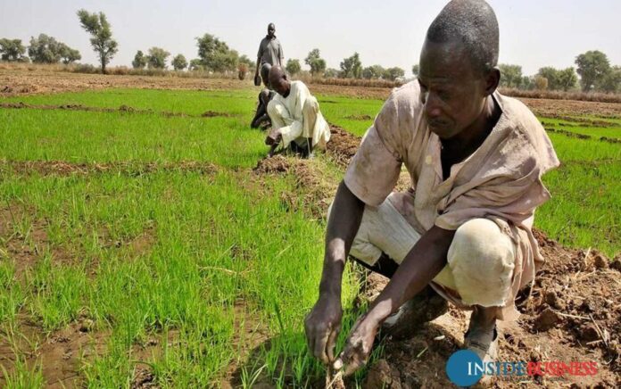 Firm Reviving Farming In Anambra