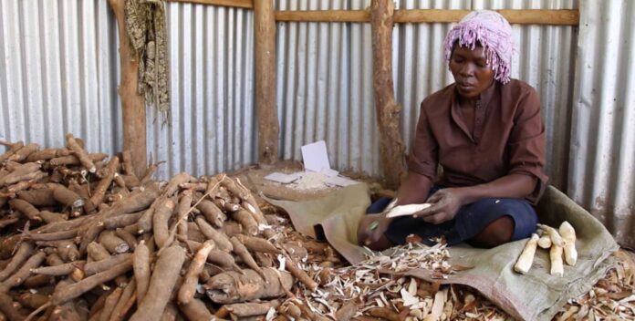 Firm Supports Farmers With Cassava Stems And Agric Loans