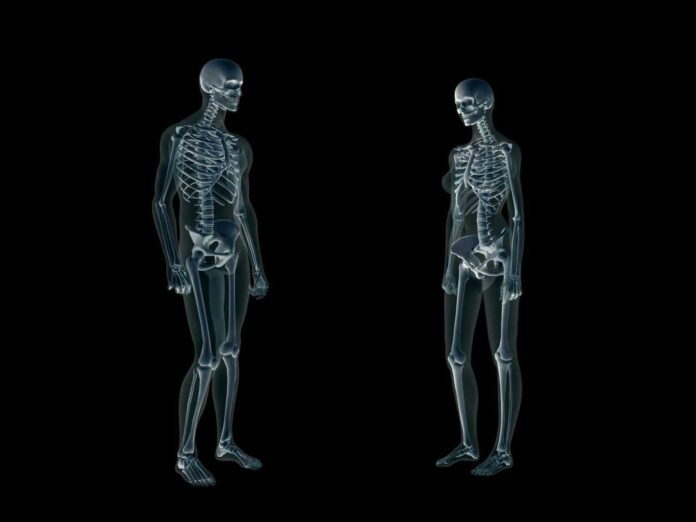 Gender Differences In Muscle And Bone Mass