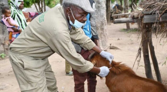 Kogi State Livestock Vaccination Against Anthrax