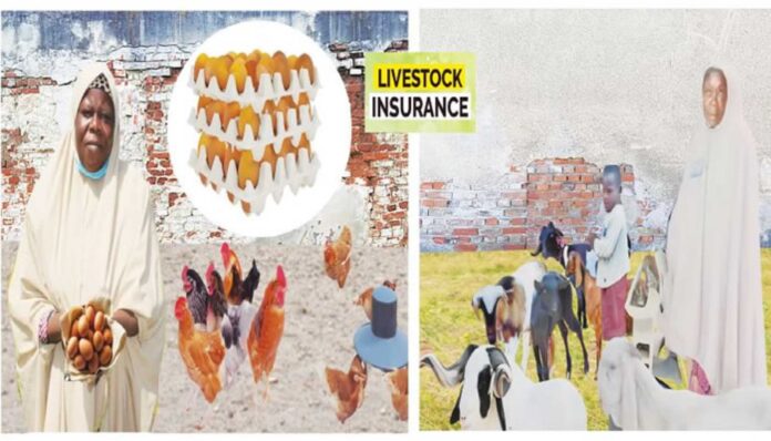 Livestock Insurance For Women Farmers In Northern Nigeria