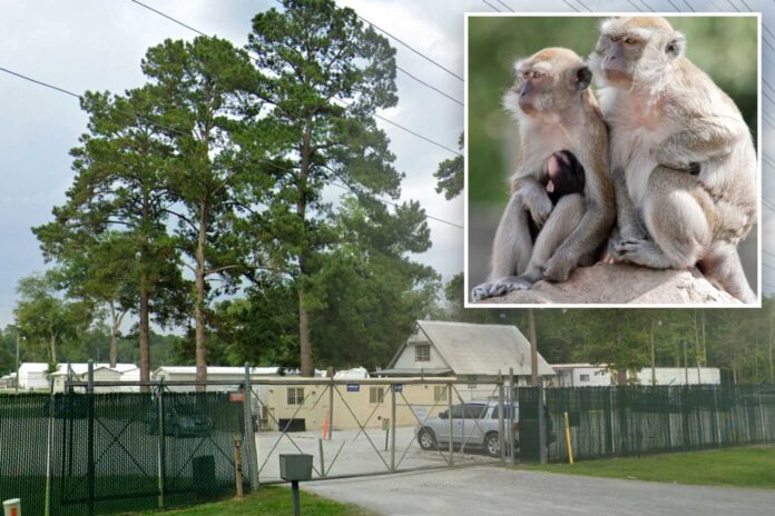 Monkeys Escaping From Research Facility In South Carolina