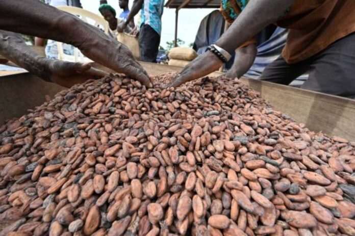 Nigerian Cocoa Farmers Protesting Poor Funding