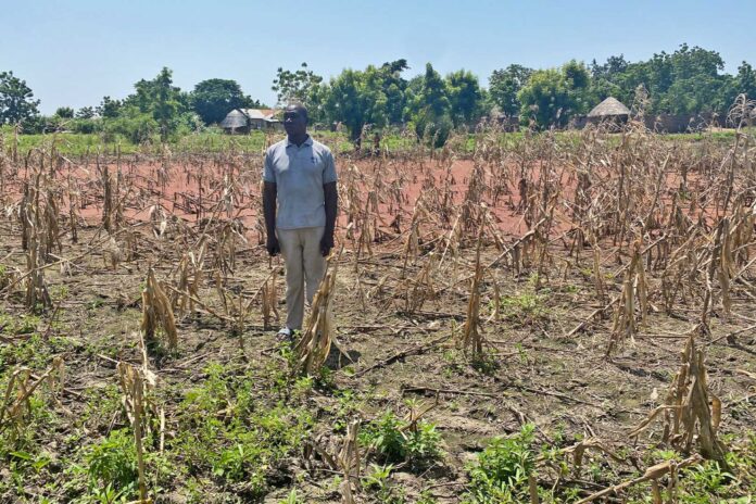 Nigerians Farming To Alleviate Hardship