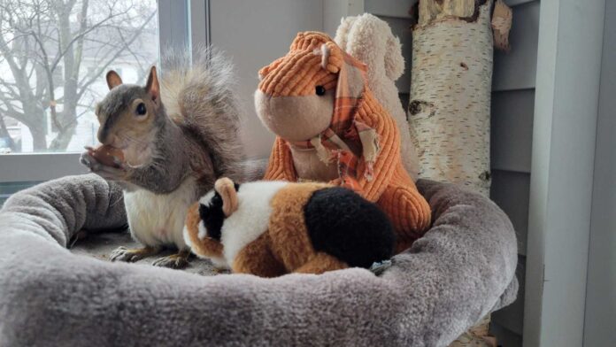 Peanut The Squirrel New York Euthanized