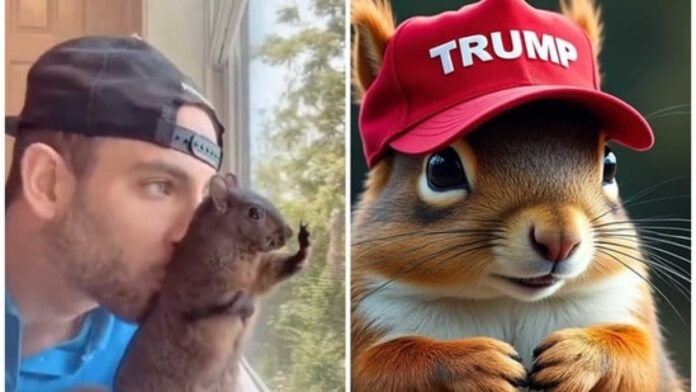 Peanut The Squirrel Social Media Star