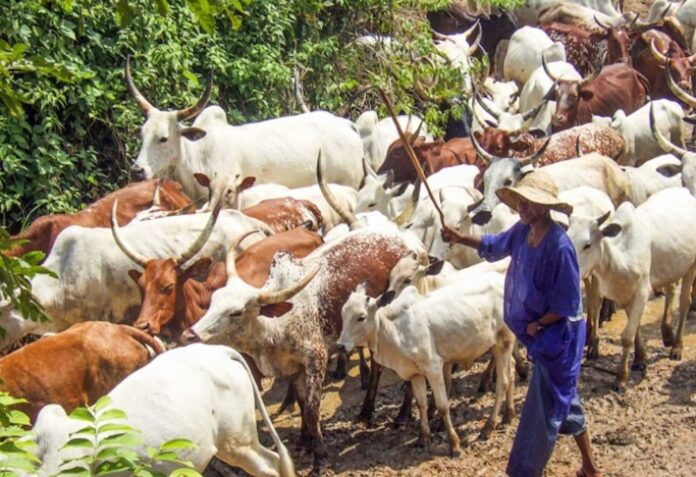 Filato State Nigeria Livestock Attack