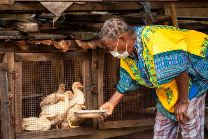 Poultry Farming Empowerment Program Nigeria