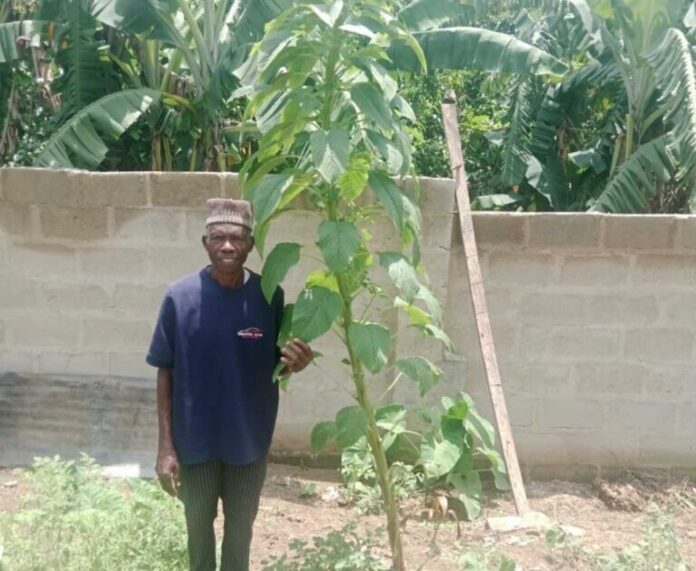 9.5 Foot African Spinach In Ikoro Ekiti