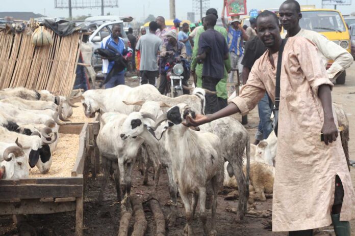 Kara Market Ram Sellers In Nigeria