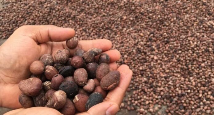 Bola Tinubu Shea Nuts Export Ban