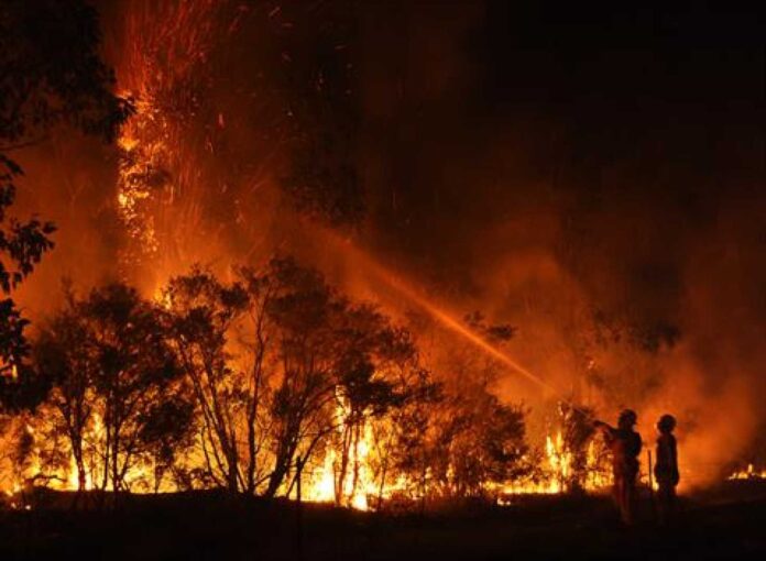 Wildfire In Forests Across The Globe