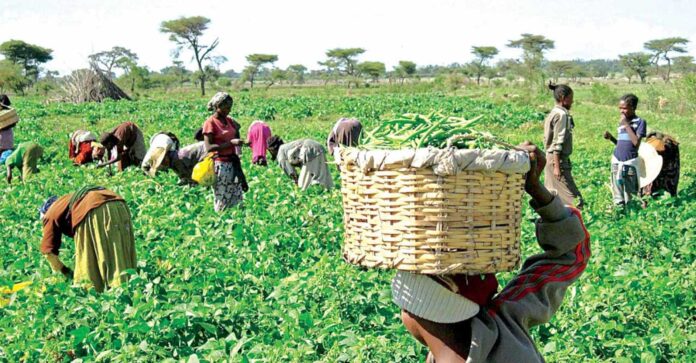 Lesotho Farmers And Potatoes Harvesting