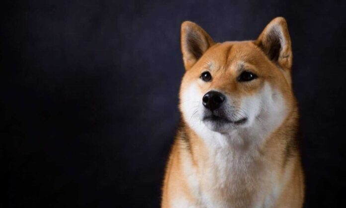 Shiba Inu Cryptocurrency Trends